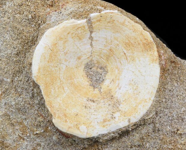 Fossil Shark Vertebra - Morocco #38460